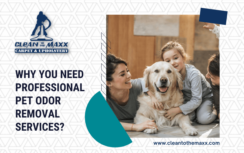Why You Need Professional Pet Odor Removal Services?