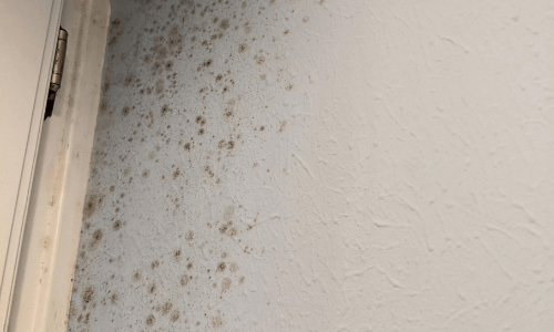 Mold on wall