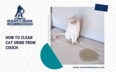 How To Clean Cat Urine From Couch